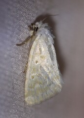 Lythrodes tripuncta