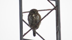 Glaucidium bolivianum