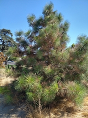 Pinus ponderosa