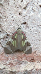 Phaloe cruenta