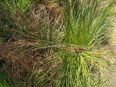 Pinus ponderosa