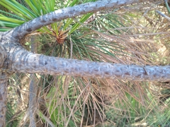 Pinus ponderosa