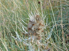 Cirsium culebraense