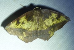 Eutrapela clemataria