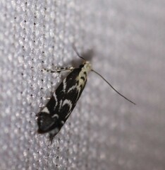 Aristotelia hexacopa