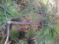 Pinus ponderosa