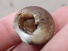 Tegula pellisserpentis