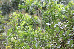 Cranioleuca erythrops