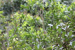 Cranioleuca erythrops