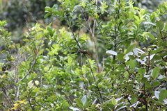 Cranioleuca erythrops