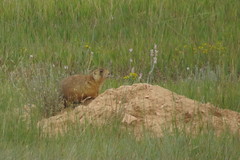 Cynomys parvidens