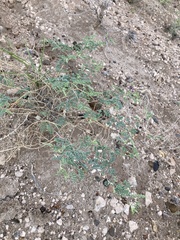 Dalea lanata terminalis