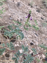 Dalea lanata terminalis