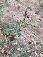Dalea lanata terminalis