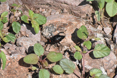 Megetra punctata