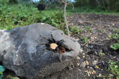 Brachypelma albiceps