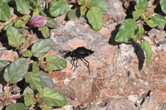 Megetra punctata