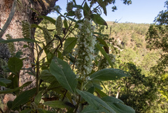 Buddleja asiatica
