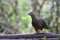 Sickle-Winged Guan photo 5