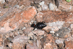 Megetra punctata