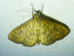 Psara obscuralis