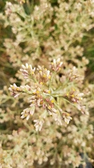Pseudognaphalium ramosissimum