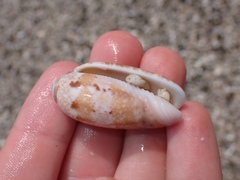 Vullietoliva splendidula