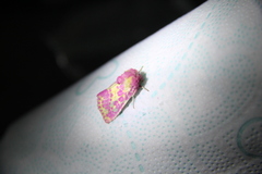 Psectrotarsia euposis