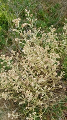 Pseudognaphalium ramosissimum
