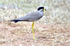 Vanellus malabaricus