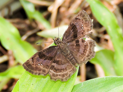 Antigonus funebris
