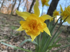 Narcissus