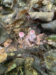 Marasmius pulcherripes