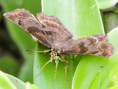 Antigonus funebris