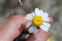 Foveolina tenella