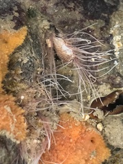 Brachiopoda