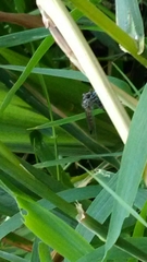 Neomochtherus willistoni