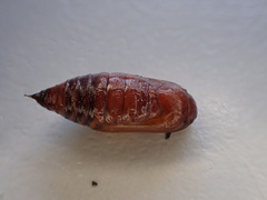 Mnesampela privata