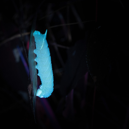 Small-eyed Sphinx photo 3