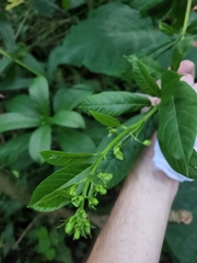 Clerodendrum indicum