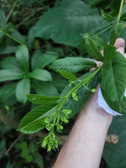 Clerodendrum indicum