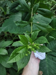 Clerodendrum indicum