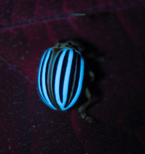False Potato Beetle photo 3