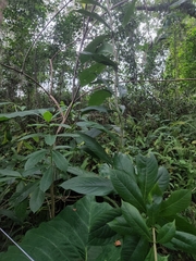 Clerodendrum indicum