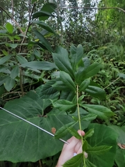 Clerodendrum indicum