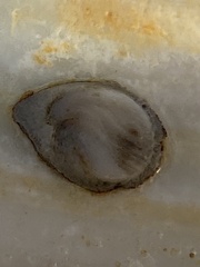 Crepidula plana