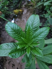 Clerodendrum indicum