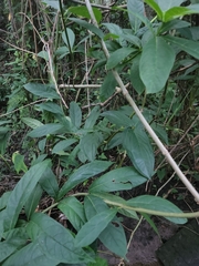 Clerodendrum indicum