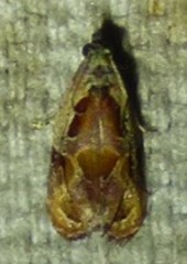 Zomaria interruptolineana