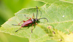 Typocerus acuticauda